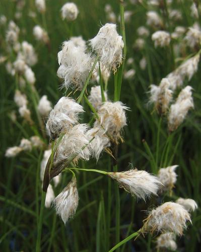 Eriophorum angustifolium Schmalblättriges Wollgras P 0,5 Teichrand