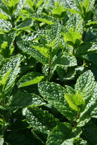 mentha-aquatica-wasserminze-p-05-fur-teichrand-164445