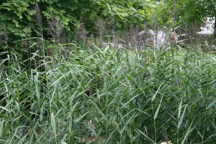 phragmites-australis-schilfrohr-p-05-fur-teichrand-164446