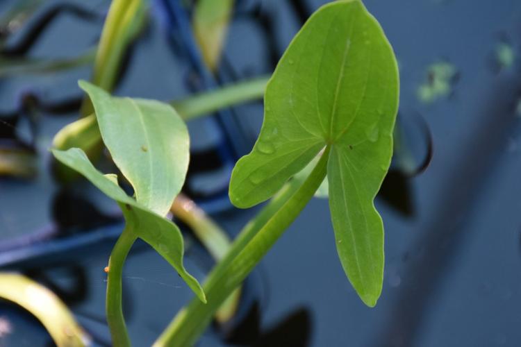 sagittaria-sagittifolia-pfeilkraut-weiss-p-05-164447
