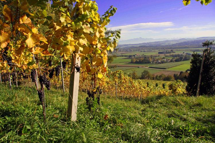 SÜSSWEIN GEWÜRZTRAMINER 37.5cl 2022 WEINGUT WOLFER WEINFELDEN TG