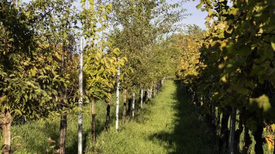 NULLKOMMALENZ WEISS 75cl. BIO WEINGUT LENZ ISELISBERG TG