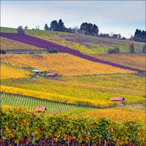 TROCKENBEEREN 50cl. 2018 WEINGUT NEUKOMM HALLAU SH