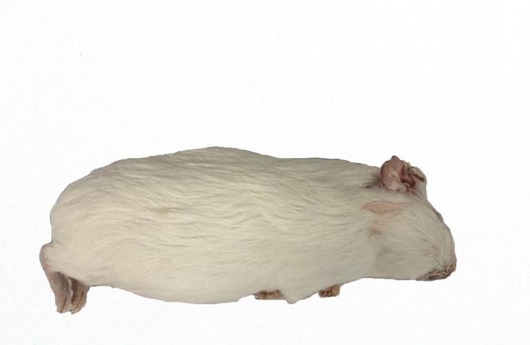 Amtra Croci Meerschweinchen, klein < 300g einzeln verpackt