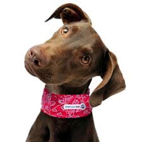 Aqua Coolkeeper kühlendes Halsband Red Western