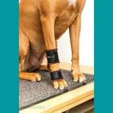 BENECURA Butterfly XL 50/50 Sport-Bandage mit Fleece für Hunde
