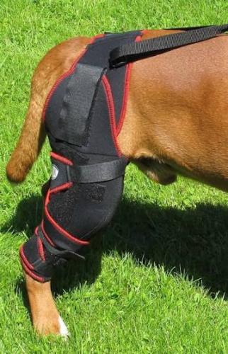 Kniebandage für Hunde Carthago – XXL