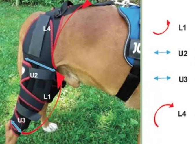 Kniebandage für Hunde Carthago – XXL