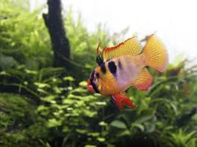 Papiliochromis ramirezi Long Fin XXL 4,5–5 cm Schmetterlingsbuntbarsch