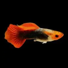 Poecilia reticulata Red Mix Männchen 3–4 cm Guppy