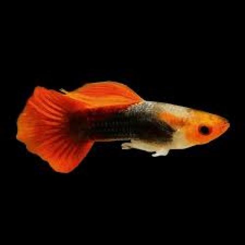 Poecilia reticulata Red Mix Männchen 3–4 cm Guppy