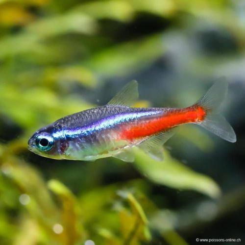Roter Neon Paracheirodon innesi >3 cm