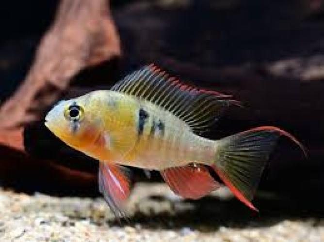 Papiliochromis long fing XL 4-4.5cm