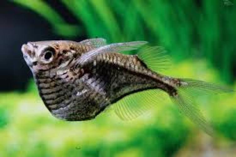 Marmorfleck-Beilbauchfisch (Carnegiella marthae) 1-2cm