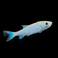 Orfe Blue ENZ 6–10 cm – Leuciscus idus Zierfisch