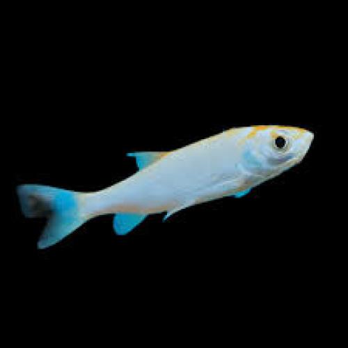 Orfe Blue ENZ 6–10 cm – Leuciscus idus Zierfisch