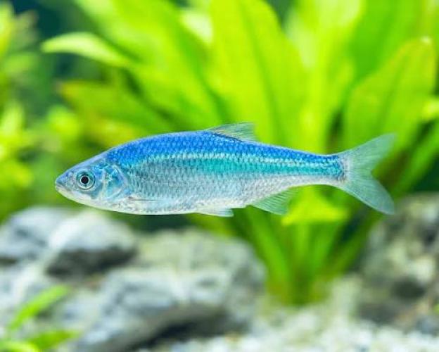 Orfe Leuciscus idus – Schwarmfisch für den Teich, 6–10 cm