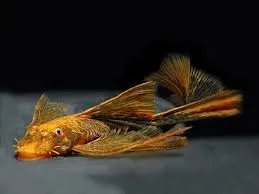 Ancistrus Red Black Longfin (NZ) 5–7 cm
