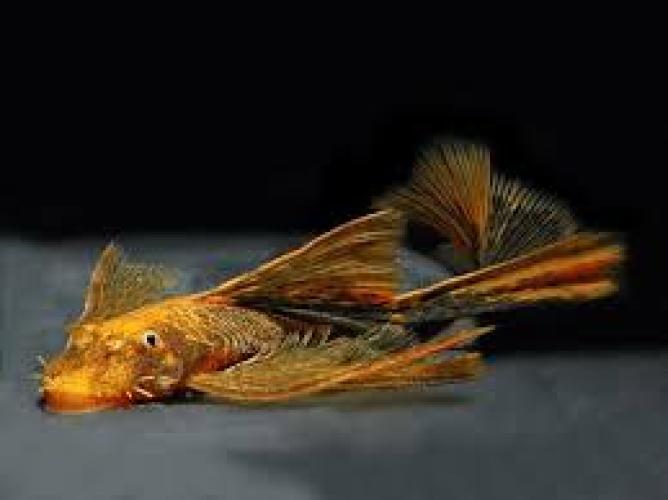 Ancistrus Red Black Longfin (NZ) 5–7 cm