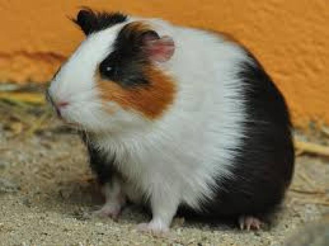 Meerschweinchen-w