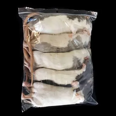 Futterratte gefroren extra gross 300g +