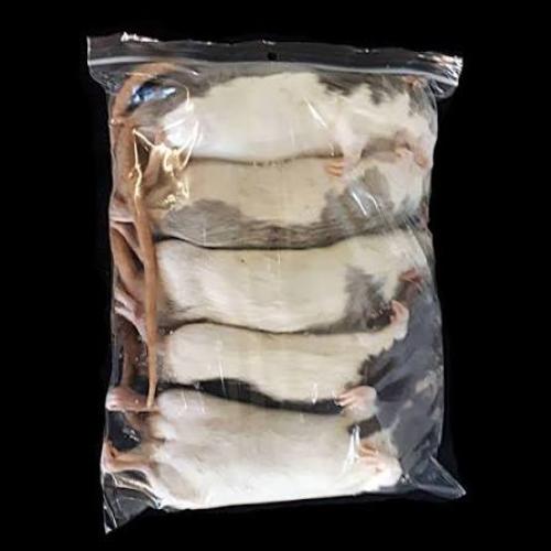 Futterratte gefroren extra gross 300g +
