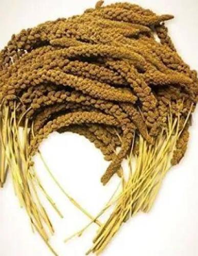 Kolbenhirse gelb 1kg für Ziervögel