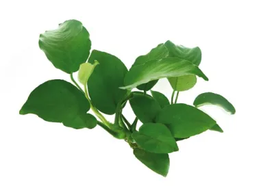 Anubias barteri – Aquarienpflanze im Topf Gr. T/15 für Mittelgrund