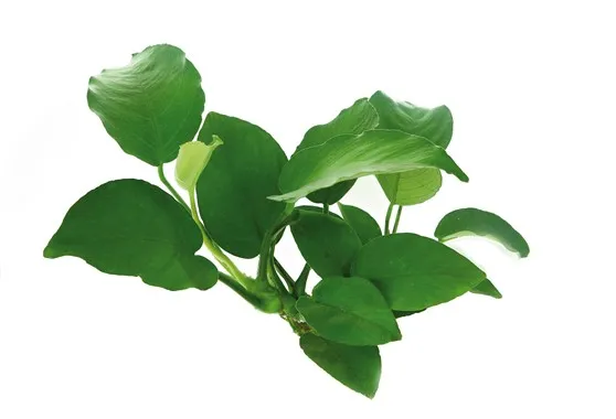 Anubias barteri – Aquarienpflanze im Topf Gr. T/15 für Mittelgrund
