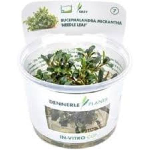 Bucephalandra micrantha Needle Leaf – InVitro Cup für den Vordergrund