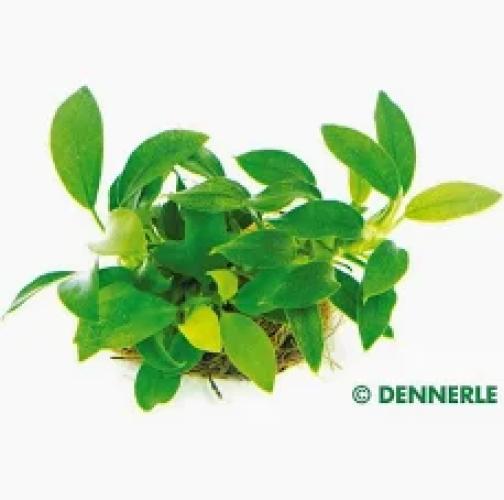 Anubias nana Bonsai – Aquarienpflanze im Topf Gr. T/02 für den Vordergrund