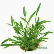 Cryptocoryne parva – Aquarienpflanze im Topf Gr. T/05 für den Vordergrund