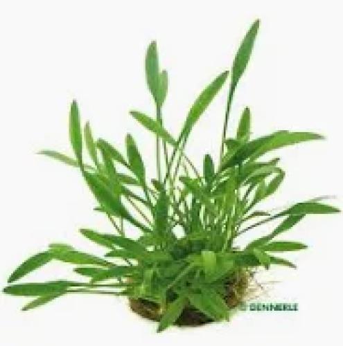 Cryptocoryne parva – Aquarienpflanze im Topf Gr. T/05 für den Vordergrund