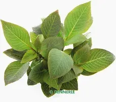 Pflanze: Hygrophila corymbosa, Topf Gr.T/15, Hintergrund
