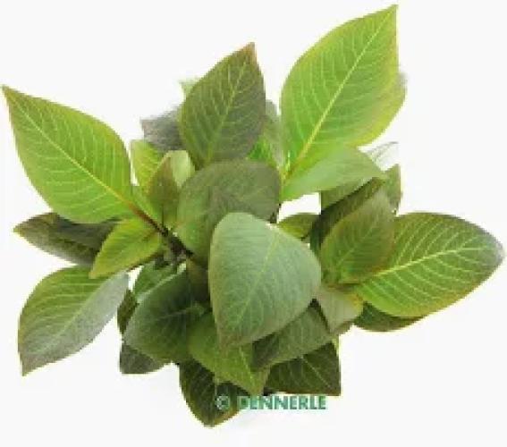 Pflanze: Hygrophila corymbosa, Topf Gr.T/15, Hintergrund
