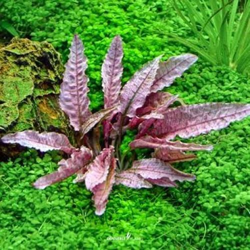 Alternanthera reineckii Mini – InVitro Cup für den Vordergrund