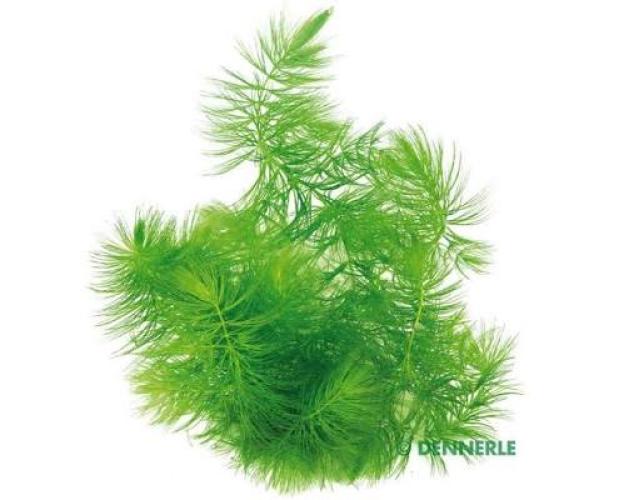 Ceratophyllum demersum – Hornkraut Portion als Schwimmpflanze