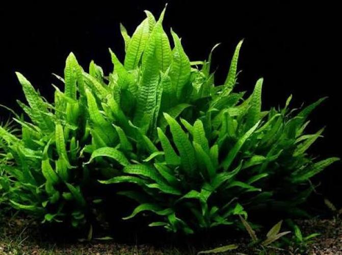 Microsorum pteropus – Javafarn im Topf Gr. T/15 für den Hintergrund
