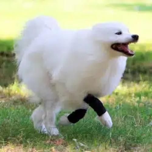 Sport Bandage / Karpal Bandage für Hunde - Nature Pet - SPORT L