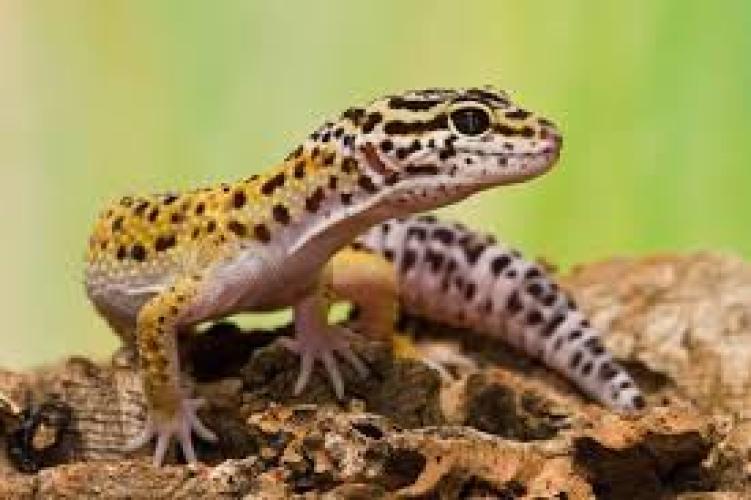 Leopardgecko (Eublepharis macularius) – weiblich, weiss – NZ 2025