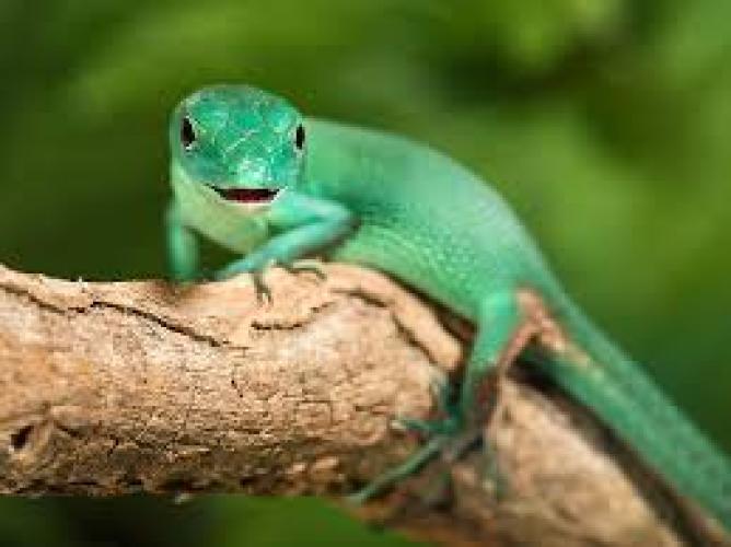 Gastropholis Prasina