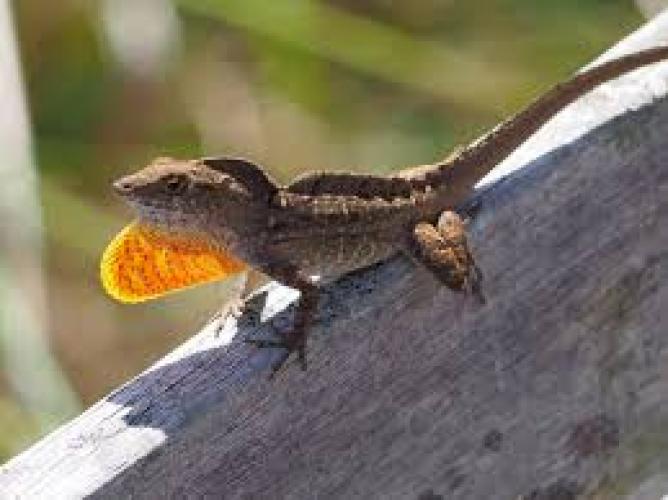 Brauner Anolis (Anolis sagrei) L Paar