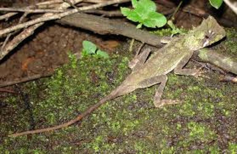 Acanthosaura bintangensis m-l