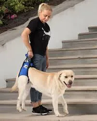 Hundetragehilfe hinten XL – Nature Pet