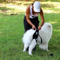 Hundetragehilfe hinten XL – Nature Pet
