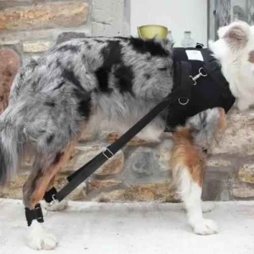 Hundetrainingsgeschirr FlexiPander L – Nature Pet