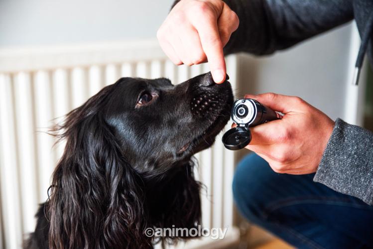 Pfoten-/Nasenpflege Animology Paws & Nose Balm 50 ml