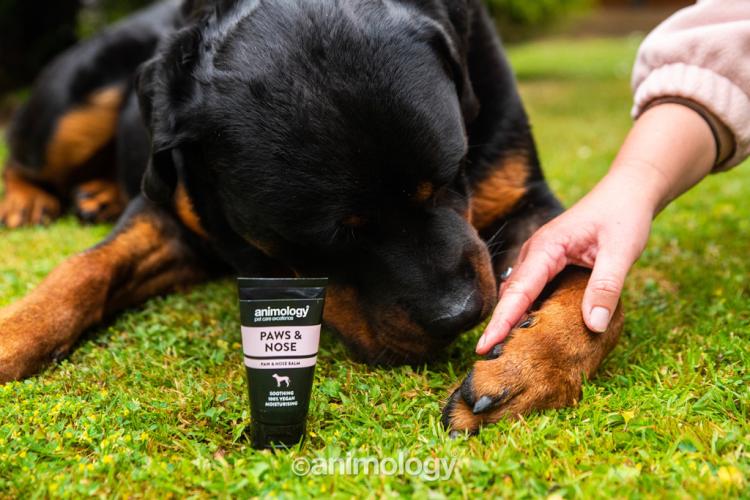 Pfoten-/Nasenpflege Animology Paws & Nose Balm 50 ml