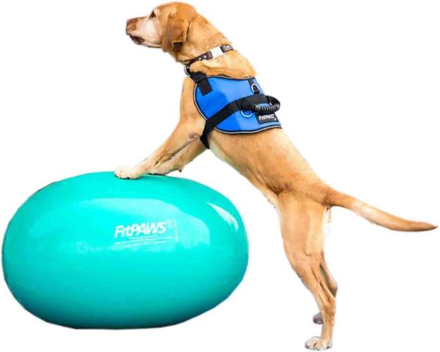 Therapiegeschirr Safety Harness XL – FitPAWS