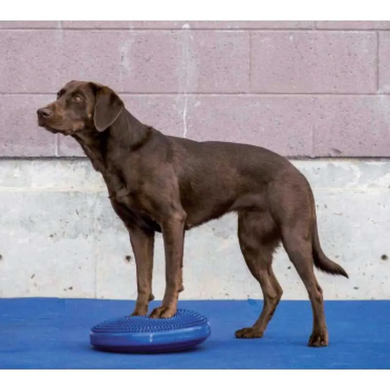 Balancekissen Balance Disc 35,5 cm blau – FitPAWS